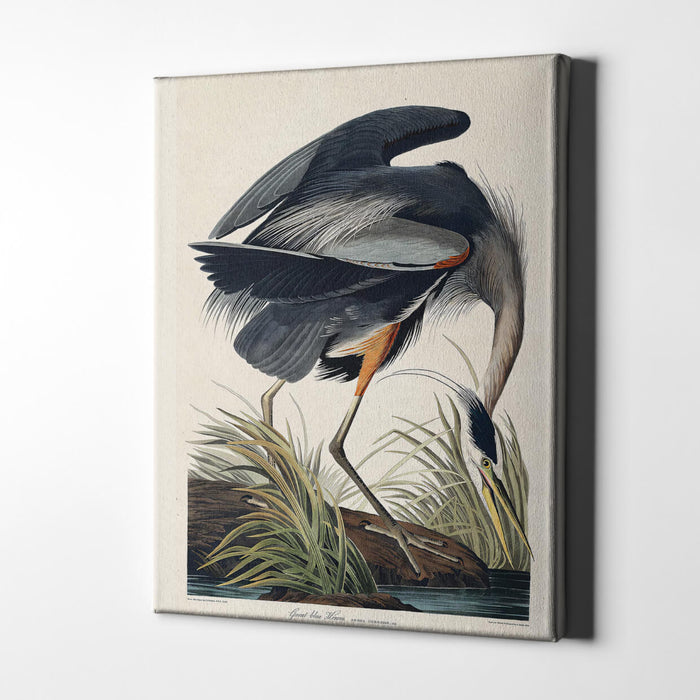 John James Audubon - Great Blue Heron Ardea Herodias / Canvas Print