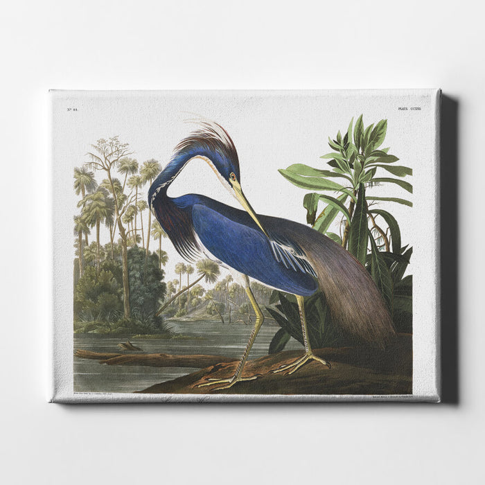 John James Audubon - Louisiana Heron from Birds of America / Canvas Print
