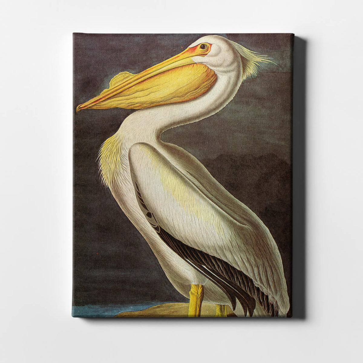 John James Audubon - Pelican / Canvas Print — Spiffing Prints