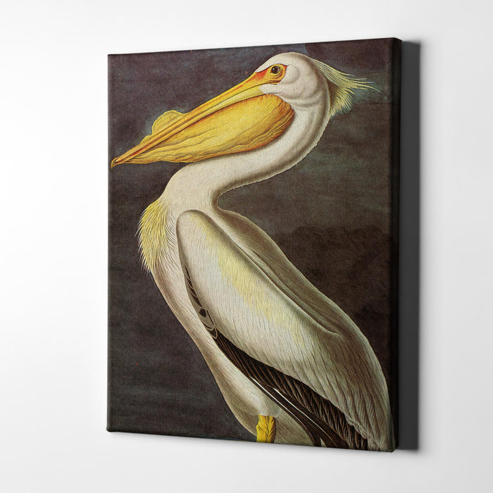 John James Audubon - Pelican / Canvas Print