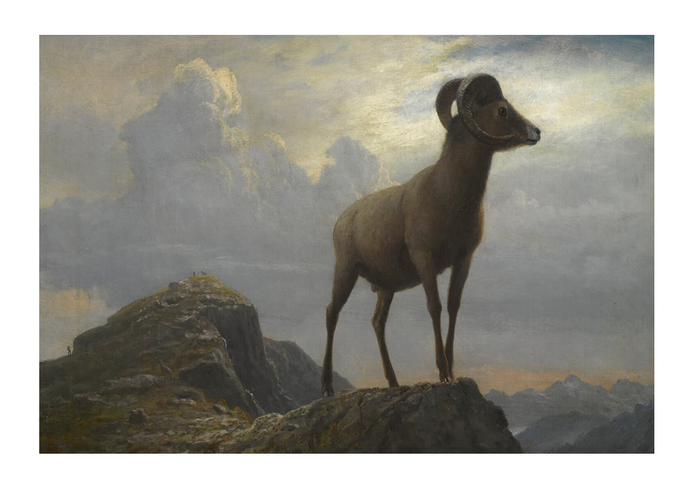 Albert Bierstadt - Study of a Bighorn Ram