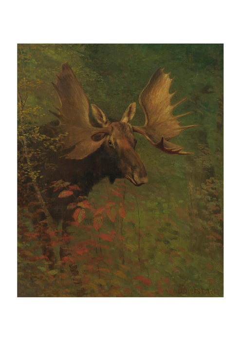 Albert Bierstadt - Study of a moose