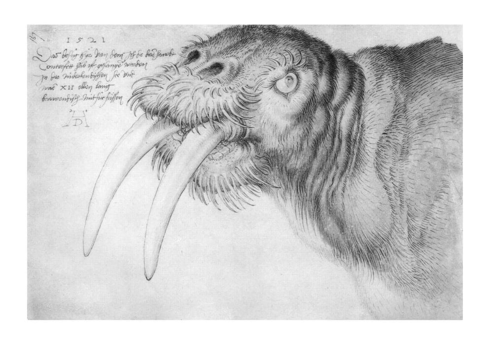 Albrecht Durer - Durer Kopf eines Walrosses