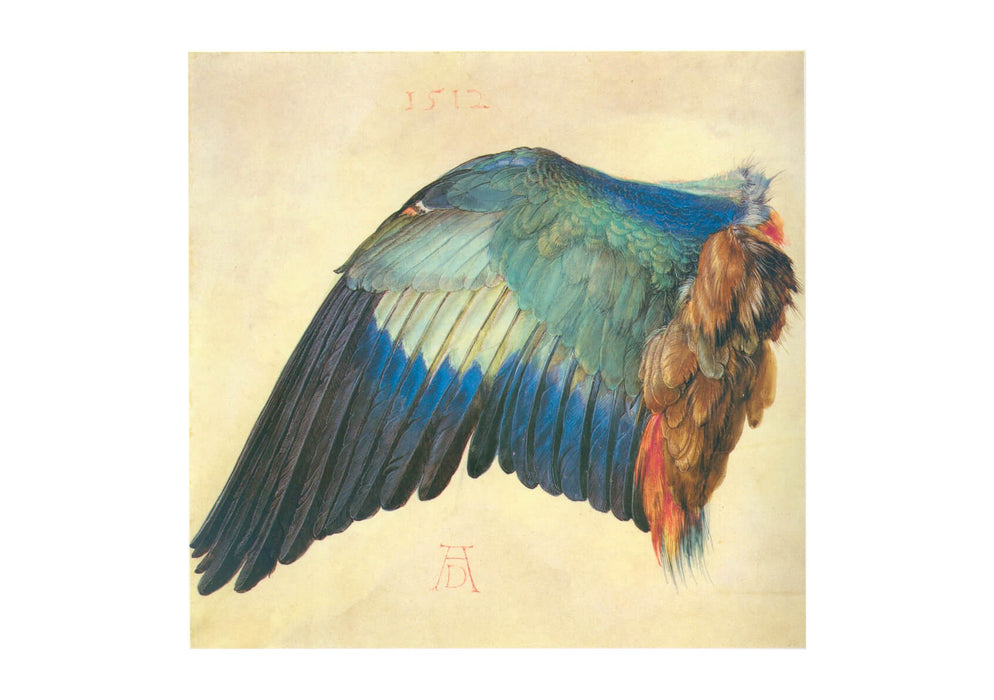 Albrecht Durer - Wing of a Blue Roller