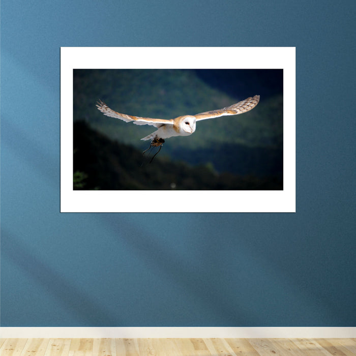 Carl Frederic - Barn Owl flying