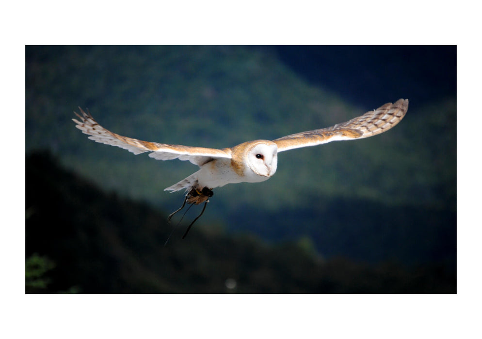 Carl Frederic - Barn Owl flying