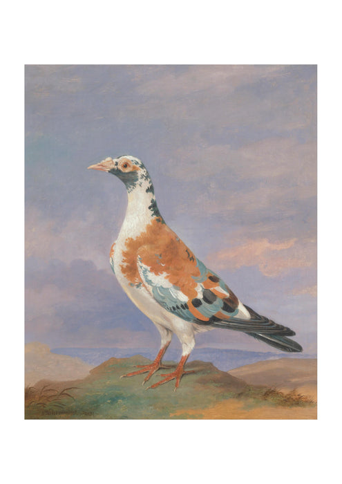 Dean Wolstenholme - Studies Of Carrier Pigeon