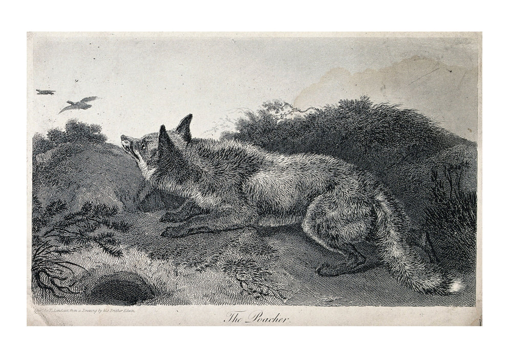 Edwin Landseer - A fox stalking ducks in the heath
