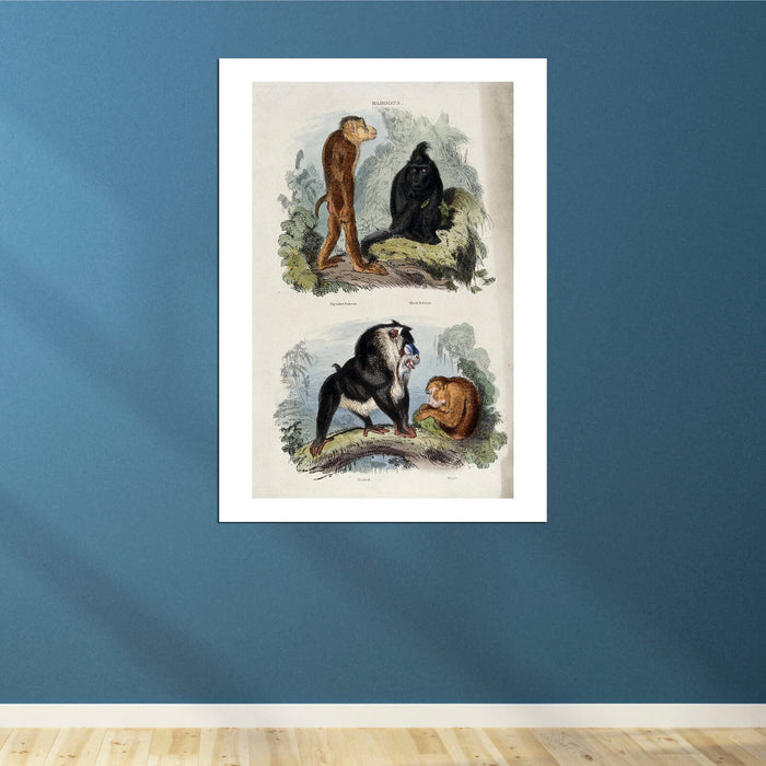 Edwin Landseer - Four baboons