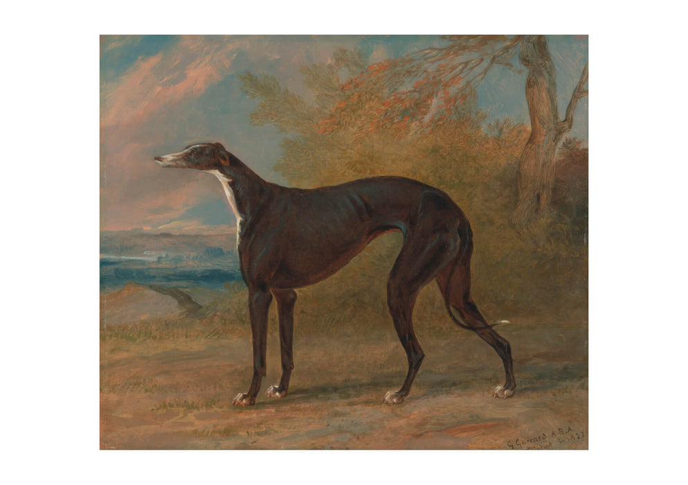 George Garrard - George Lane Fox's Winning Greyhounds