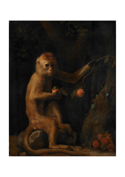 George Stubbs - A Monkey