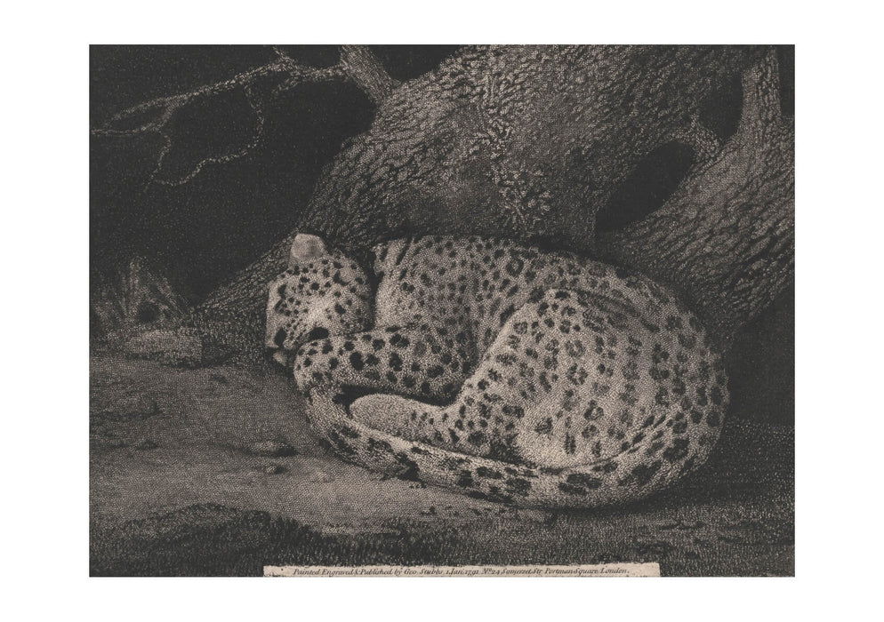 George Stubbs - A Sleeping Leopard