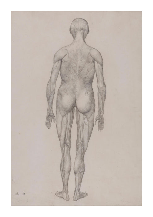 George Stubbs - Anatomical Structure Body