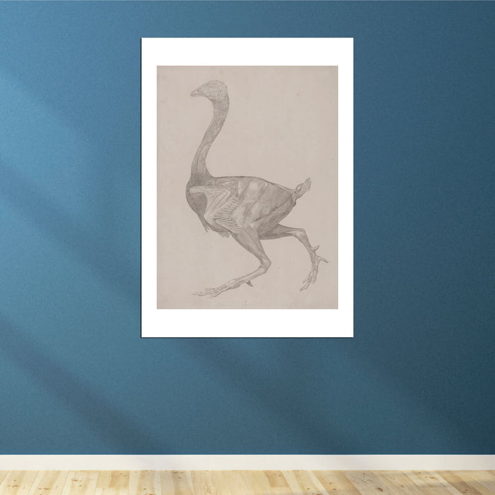 George Stubbs - Anatomical Structure of A Body Bird