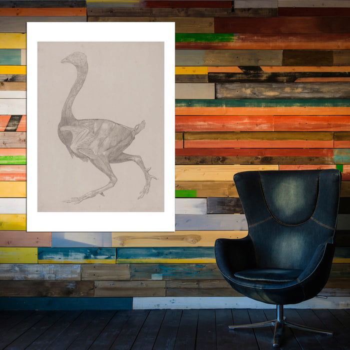 George Stubbs - Anatomical Structure of A Body Bird