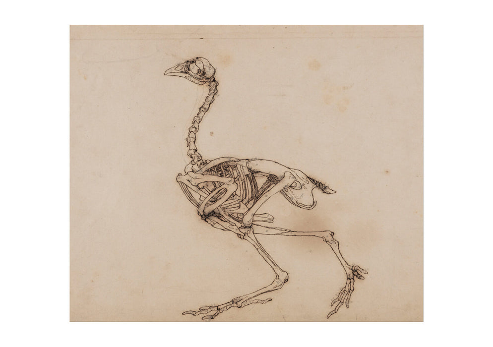 George Stubbs - Anatomical Structure of A Body Birds