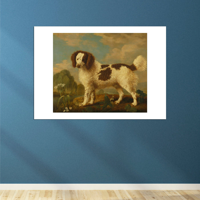George Stubbs - Brown and White Norfolk or Water Spaniel