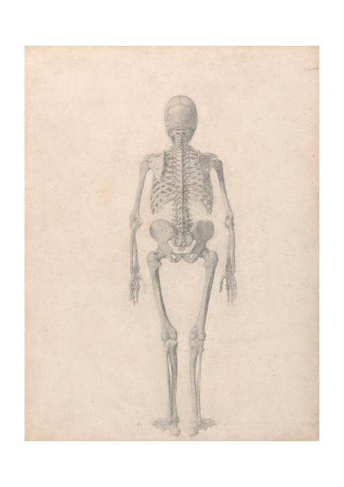 George Stubbs - Human Anatomical Structure of A Body