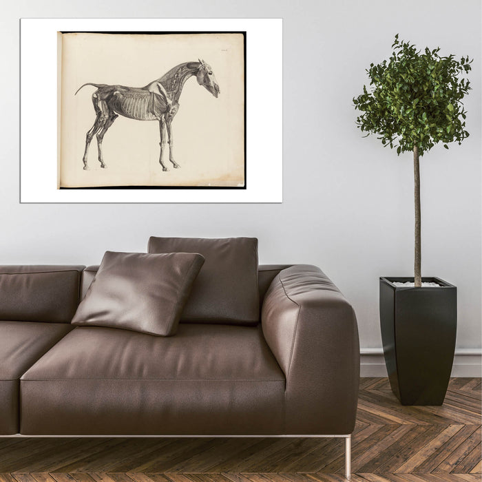 George Stubbs - Muscles bones and blood-vessels of a horse