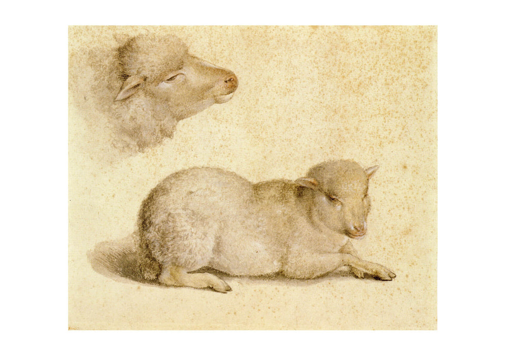Hans The Younger - Resting Lamb and Head of a Lamb