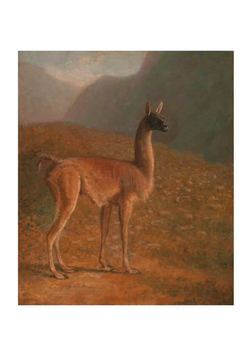 Jacques-Laurent Agasse - Guanaco