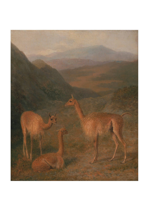 Jacques-Laurent Agasse - Vicunas