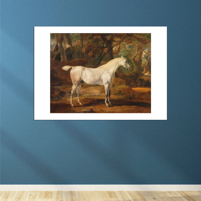 James Ward - Grey Arabian Stallion
