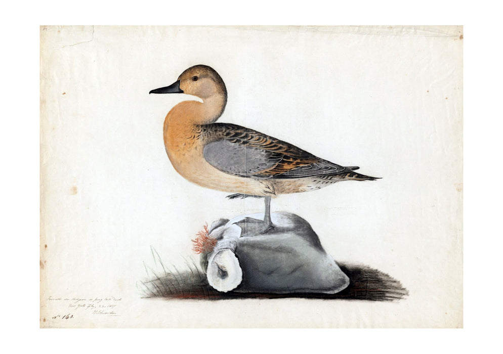 John James Audubon - American widgeon