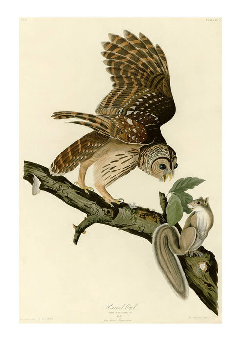 John James Audubon - Barred Owl