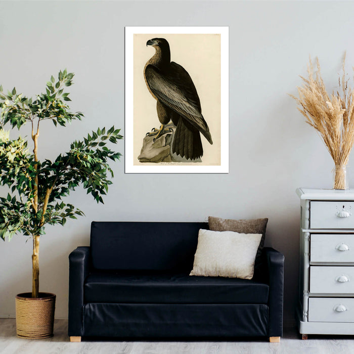 John James Audubon - Bird of Washington