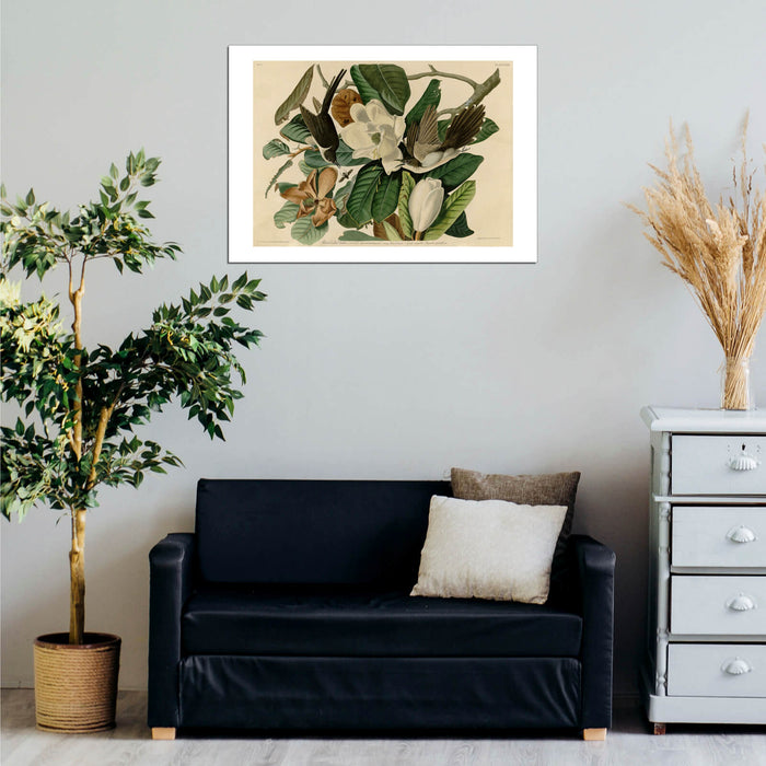 John James Audubon - Black billed Cuckoo