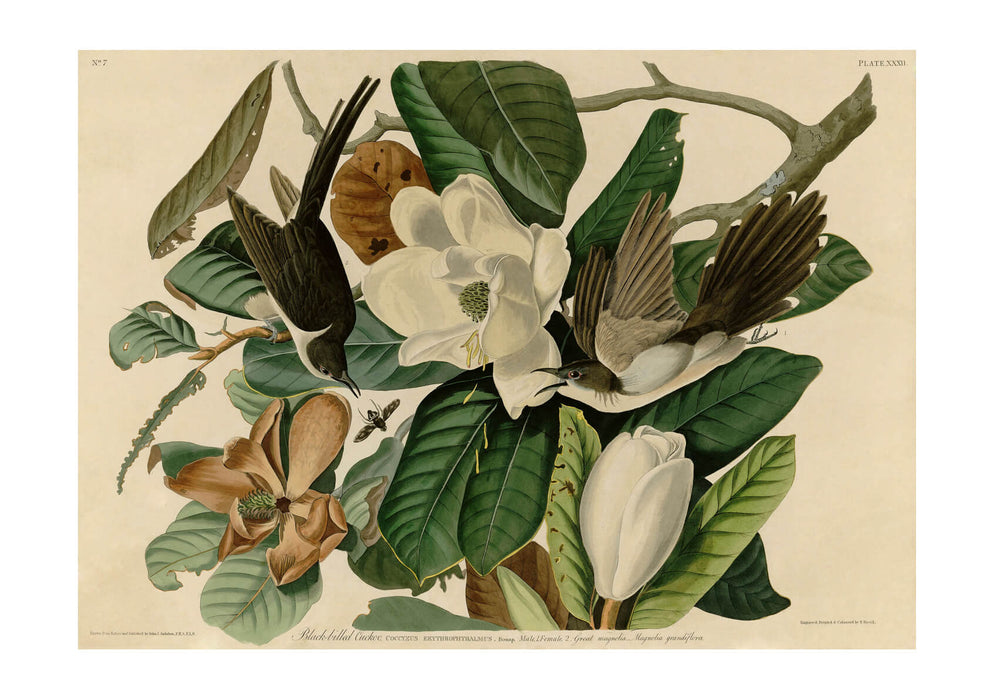John James Audubon - Black billed Cuckoo