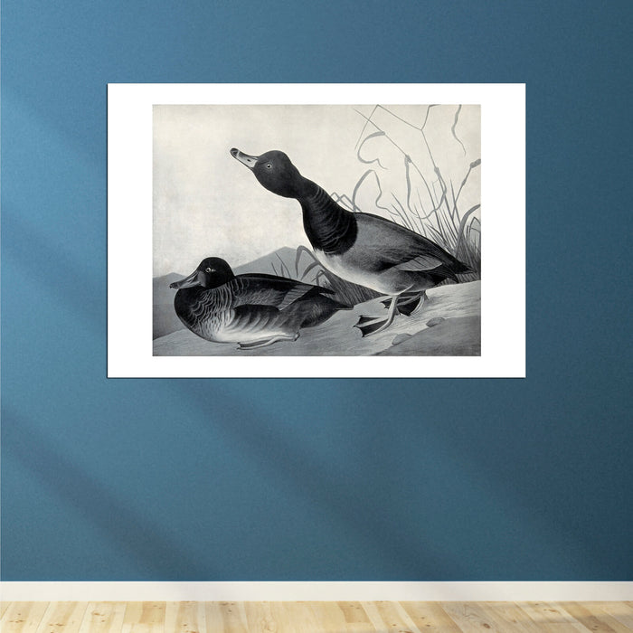 John James Audubon - Bufflehead duck