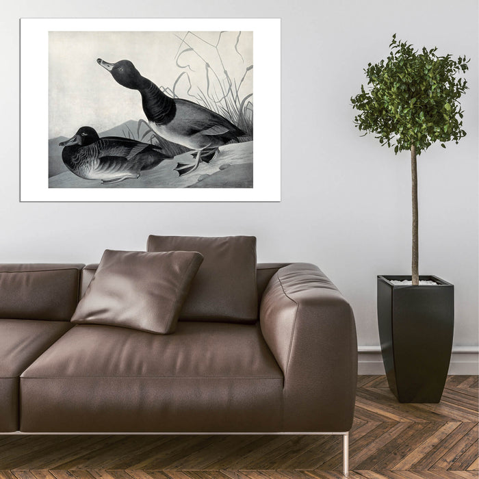 John James Audubon - Bufflehead duck