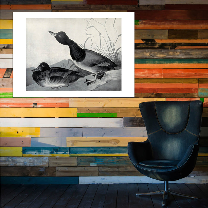 John James Audubon - Bufflehead duck