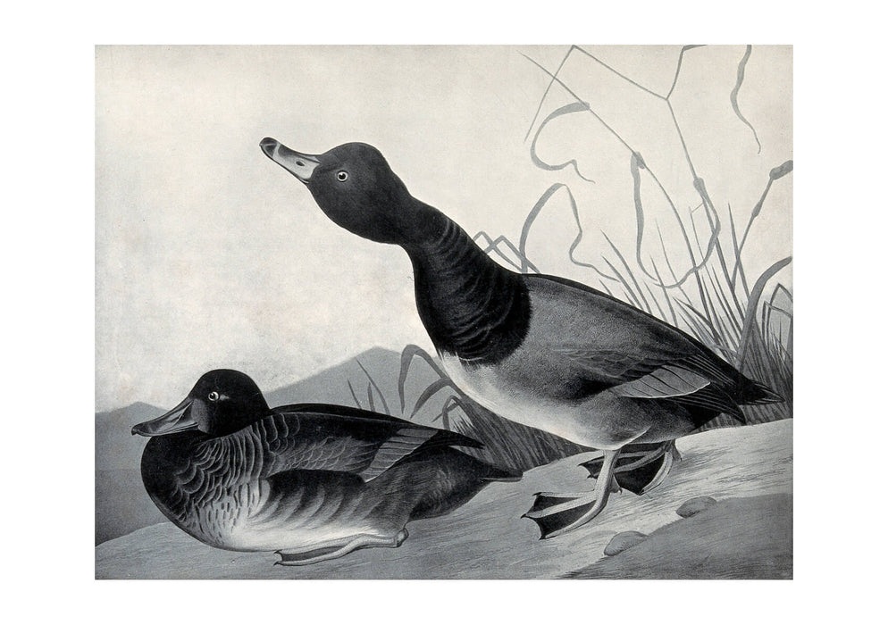 John James Audubon - Bufflehead duck