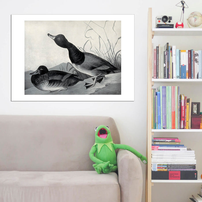 John James Audubon - Bufflehead duck