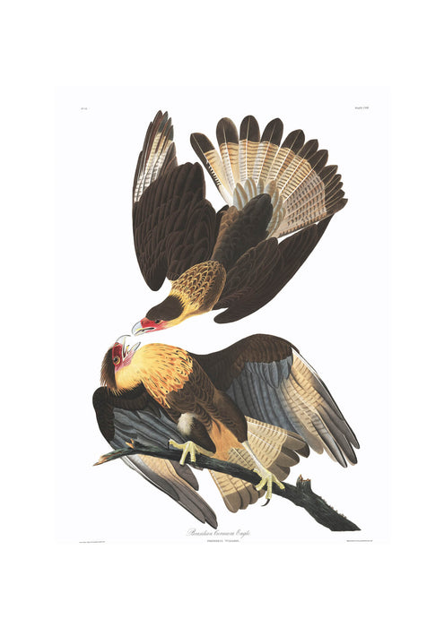 John James Audubon - Caracara cheriway