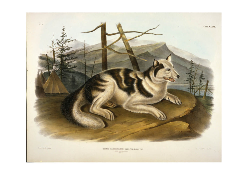 John James Audubon - Hare Indian Dog lithograph