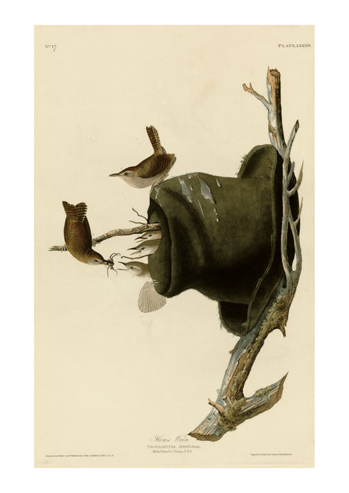 John James Audubon - House Wren