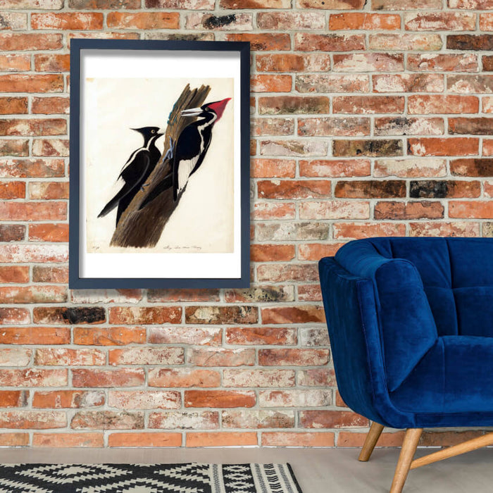 John James Audubon - Ivory Billed Woodpecker