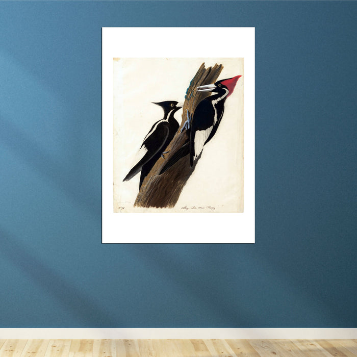 John James Audubon - Ivory Billed Woodpecker