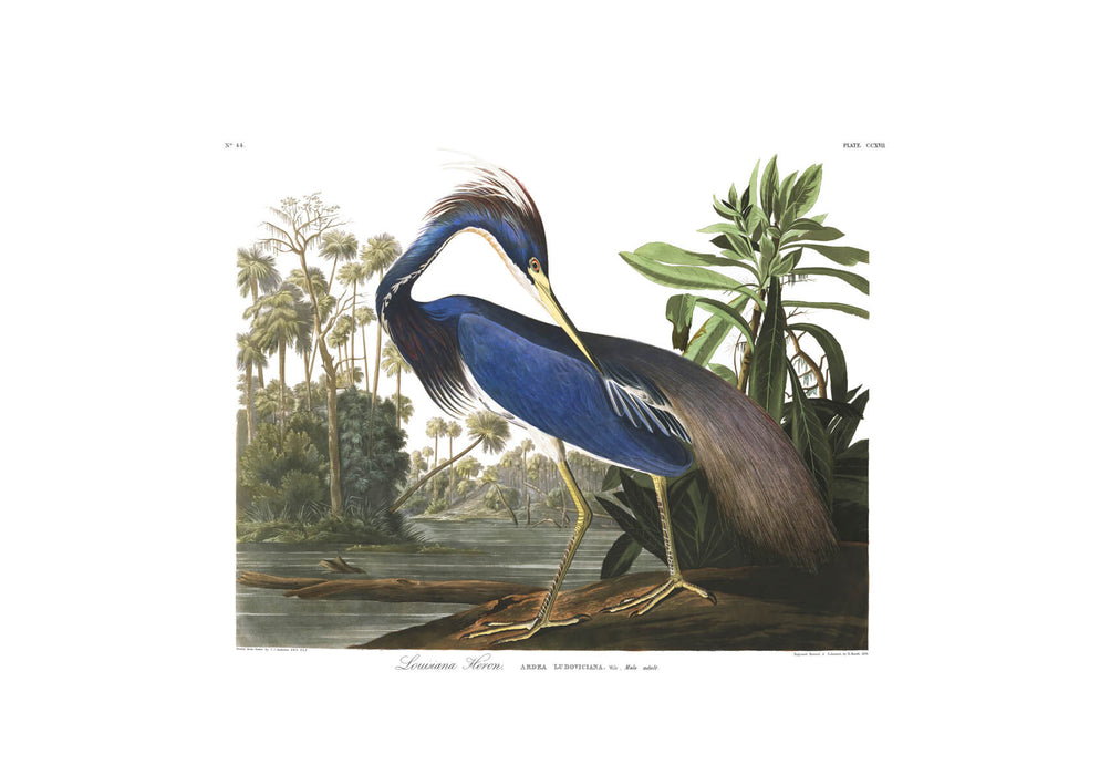 John James Audubon - Louisiana Heron from Birds of America