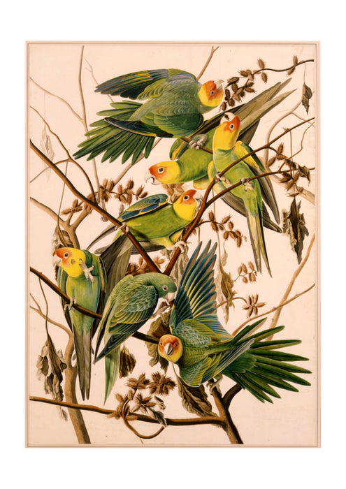 John James Audubon - Parakeet