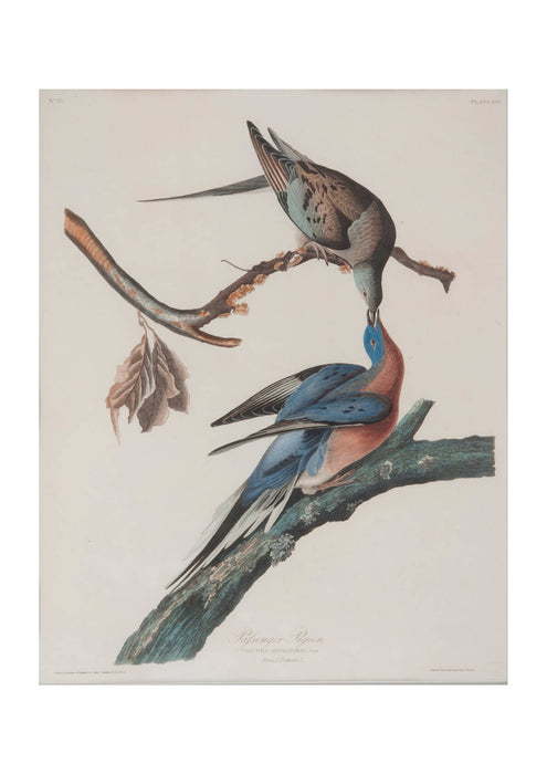 John James Audubon - Passenger Pigeon
