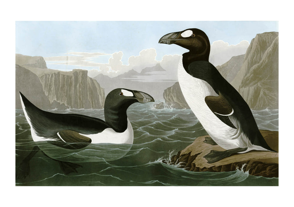 John James Audubon - Pinguinus Impennus