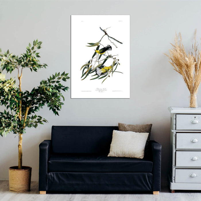 John James Audubon - Prothonotary Warbler
