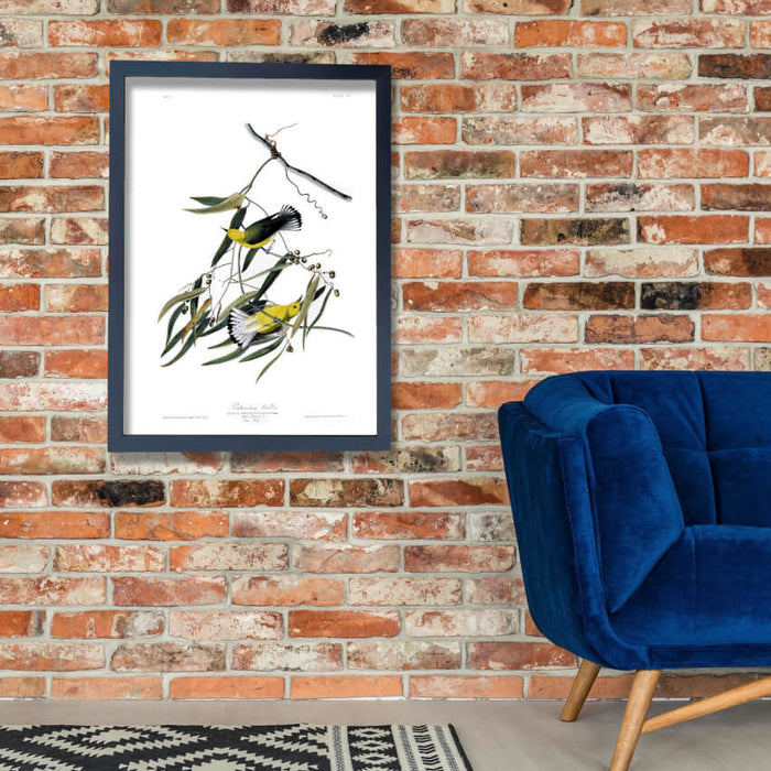 John James Audubon - Prothonotary Warbler