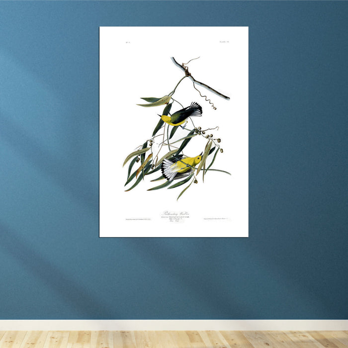 John James Audubon - Prothonotary Warbler