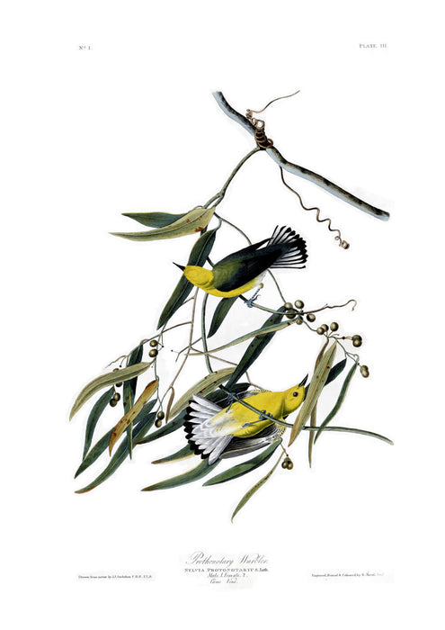 John James Audubon - Prothonotary Warbler